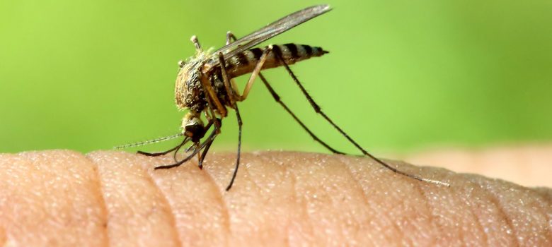 Site - Dengue mosquito -- Asia